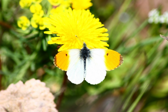 Ninfalidi,pieridi,papilionidi da ID-confermare